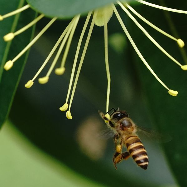 favour honey lebah apis mellifera