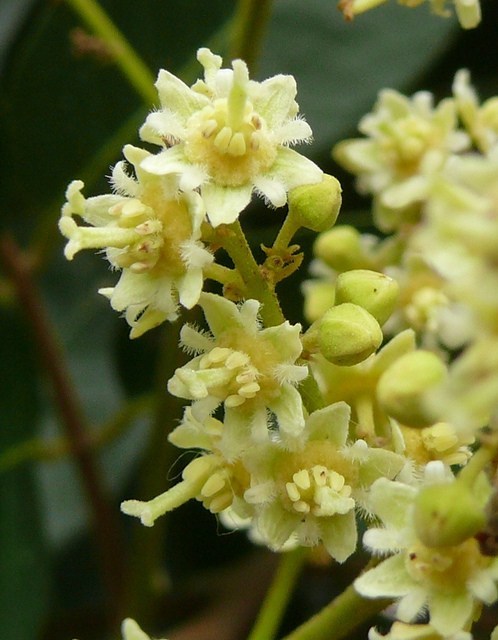 longan flower